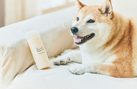 乾燥が気になる? 犬の“スキンケア”にトリーメントという選択