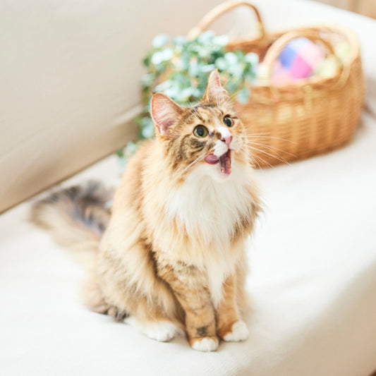 犬用・猫用|毎日のごちそうヤギミルク(ホエイプロテイン)  50g