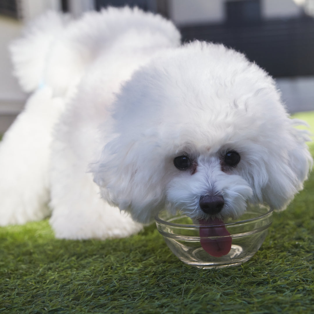 犬用・猫用|毎日のごちそうヤギミルク(ホエイプロテイン) 50g
