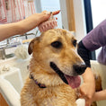 Gallery viewerに画像を読み込む, 犬用・猫用|シャンプーブラシ (グレー/ピンク/ブラック)グルーミング用