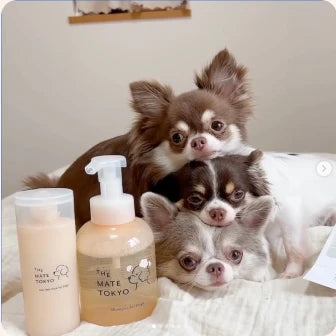 チワワのここあ&らて&ちろる♡