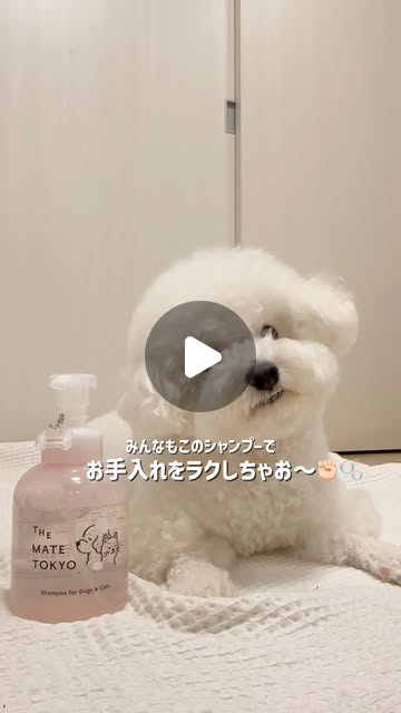 ビションフリーゼのまろくん(@malo_bichon.frise さんの投稿)