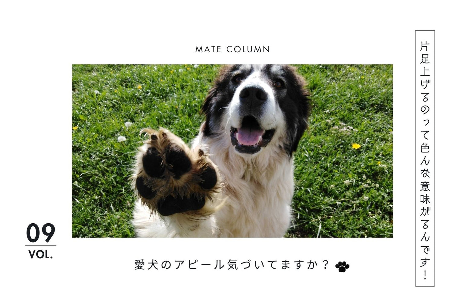 犬が前の片足を上げる理由｜それはケガではなく「気持ち」のサインかもしれません