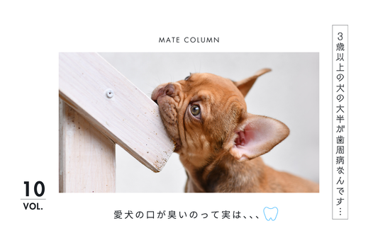 犬の歯みがきは本当に必要？ ――“続かない”前提で考える、愛犬のオーラルケア
