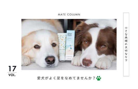 犬の肉球が乾燥・カサカサする原因は？ひび割れ前に知りたいケア方法