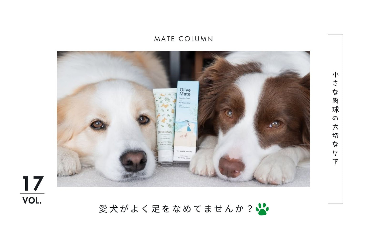 犬の肉球が乾燥・カサカサする原因は？ひび割れ前に知りたいケア方法