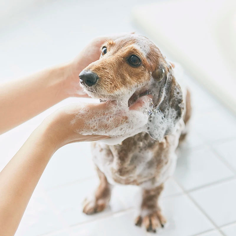 THE MATE TOKYOのシャンプーを都内の動物病院3院で展示開始