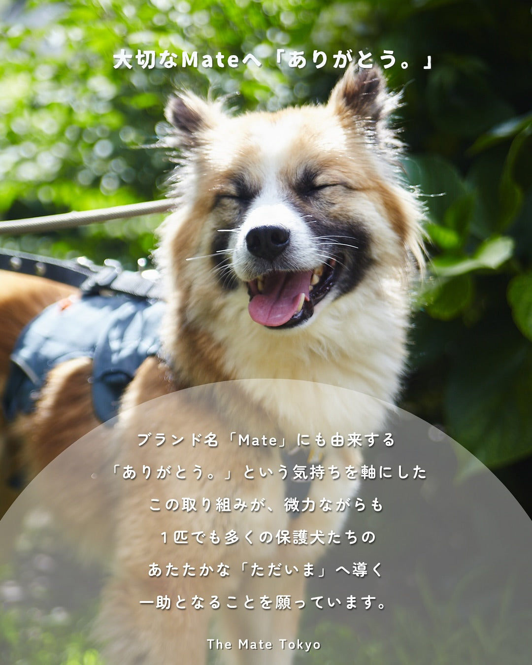 「ありがとう」でつなぐ未来へ。保護犬支援プロジェクトPart2｜The Mate Tokyo × ピースワンコ・ジャパン