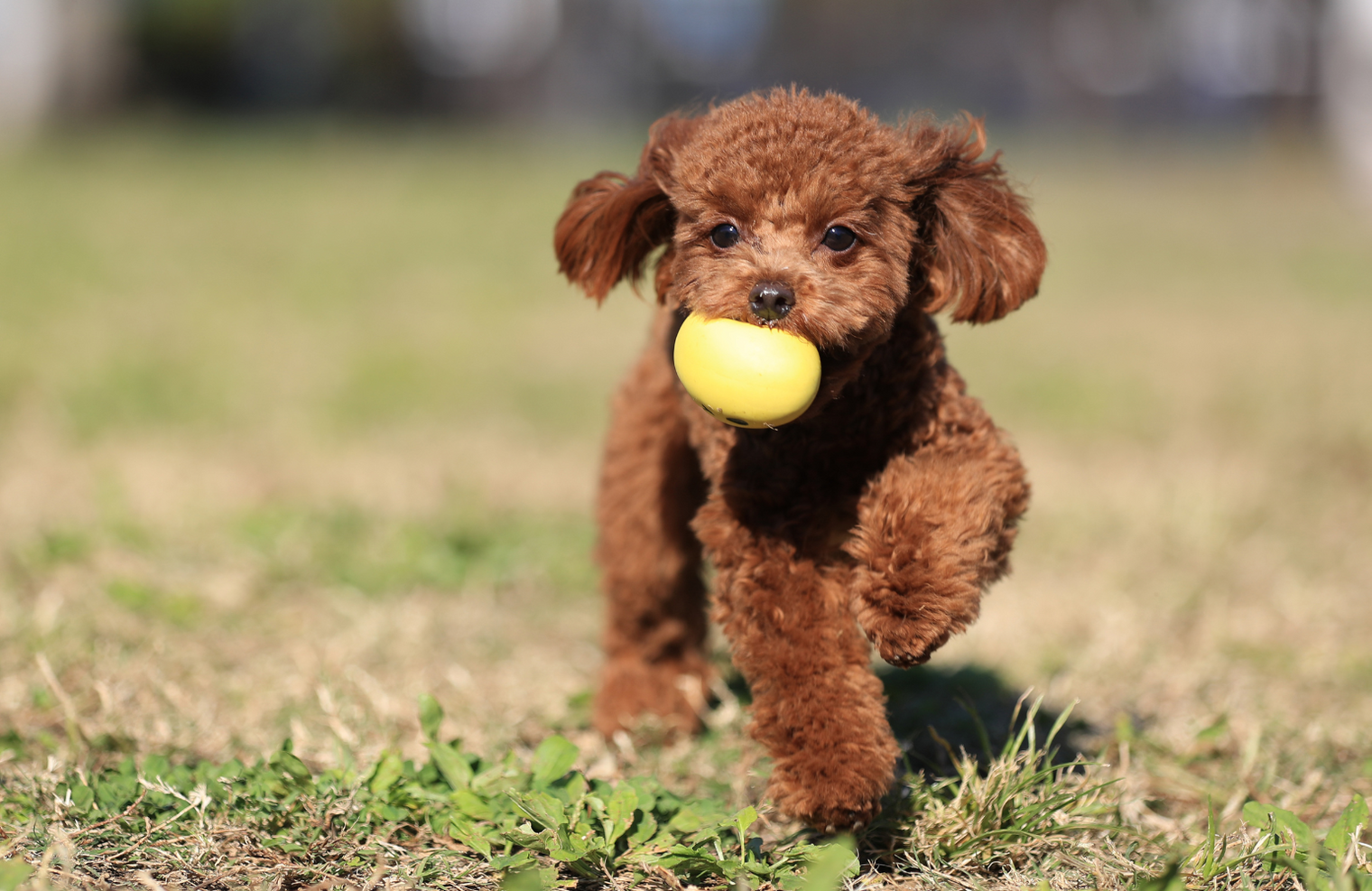 犬の“きもち”を感じる時間——しぐさでわかる心のサインと寄り添い方