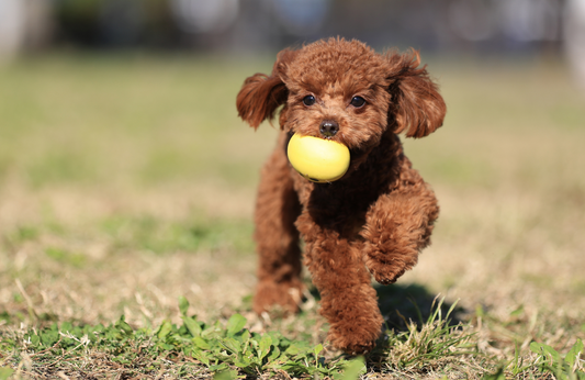 犬の“きもち”を感じる時間——しぐさでわかる心のサインと寄り添い方