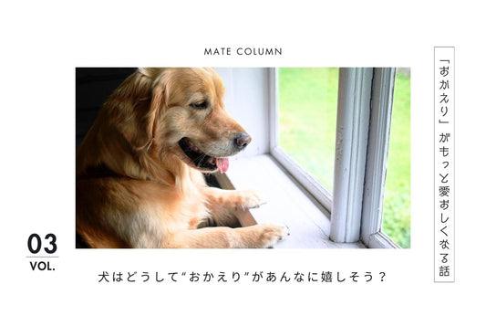 【保存版】犬が帰宅時に大喜びする5つの理由｜匂い・安心・愛着の科学