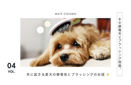 冬に犬がブラッシングを嫌がる本当の理由──乾燥・静電気・摩擦の科学とケアのコツ
