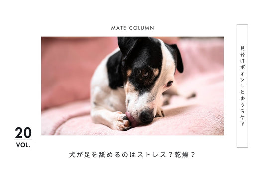 犬が足を舐めるのはストレス？乾燥？見分けポイントとおうちケア