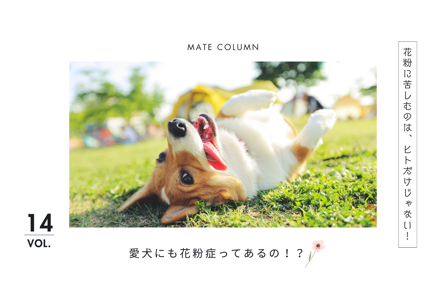 犬の花粉症は“鼻”より“肌”｜散歩後にできるやさしい花粉ケア