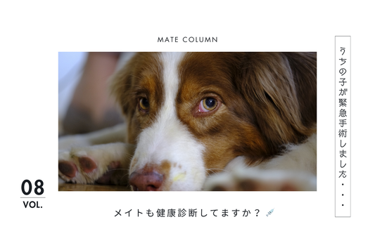 犬の健康診断は必要？元気に見えていたのに、突然の出血が起きた話。。。