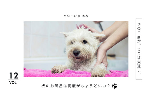 犬のお風呂は何度がちょうどいい？