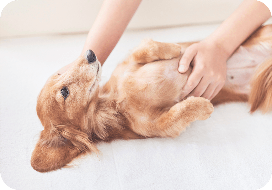 秋冬は犬の肌トラブルが増える季節。皮膚が人の1/3しかない愛犬のために、獣医師監修泡で守るスキンケアシャンプーをご紹介。