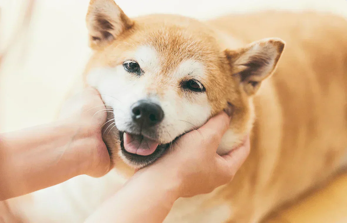 柴フェスティバル 2025に出展参加いたします。