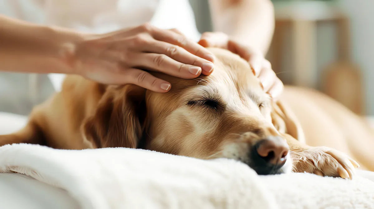 シニア犬のシャンプー頻度と選び方