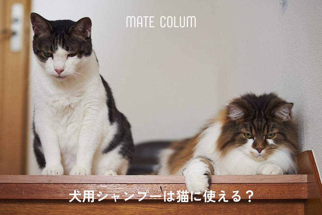犬用シャンプーは猫に使える？｜柴犬と猫5匹と暮らす店長の答え