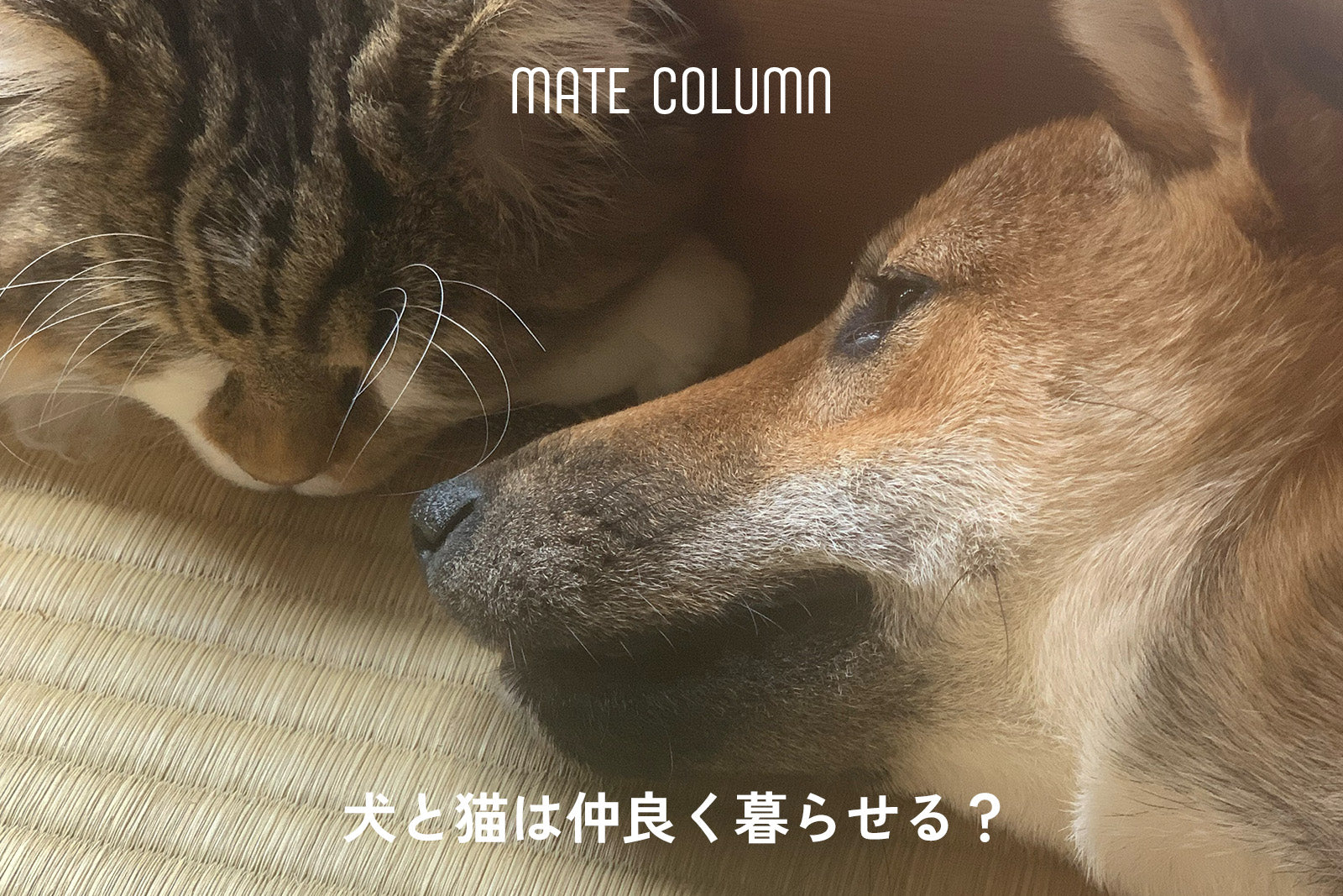 廊下の角から顔をのぞかせる長毛の猫キクチヨ