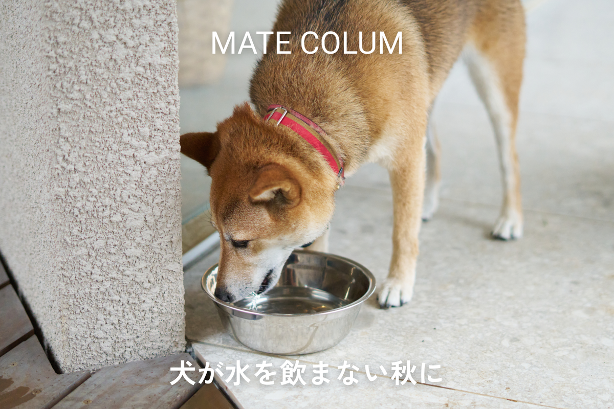 犬が水を飲まない秋に｜気にかけたいことと小さな工夫