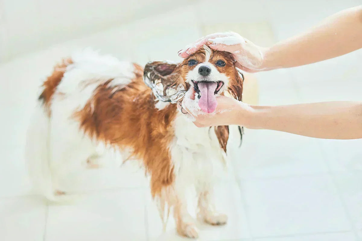 犬のシャンプー頻度はどれくらいが適切？犬種別の目安を解説