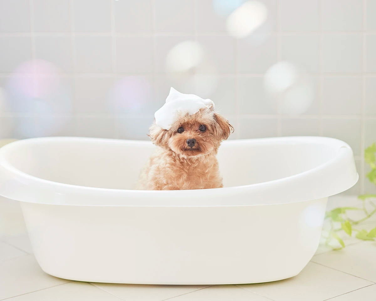 犬用シャンプーブランドスタッフが教える、成分から考えるシャンプーの正しい選び方