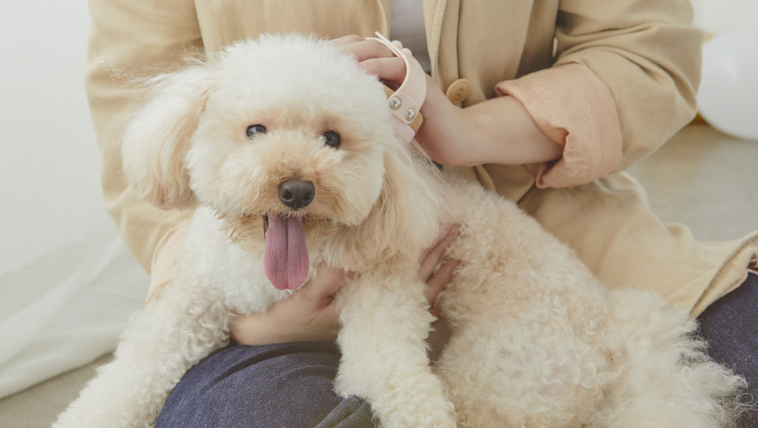 いつも冬になると犬の肌が荒れる…？乾燥トラブルを防ぐ保湿ケアとスキンケア習慣