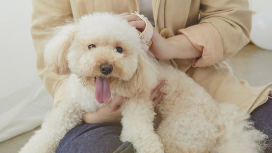 いつも冬になると犬の肌が荒れる…？乾燥トラブルを防ぐ保湿ケアとスキンケア習慣