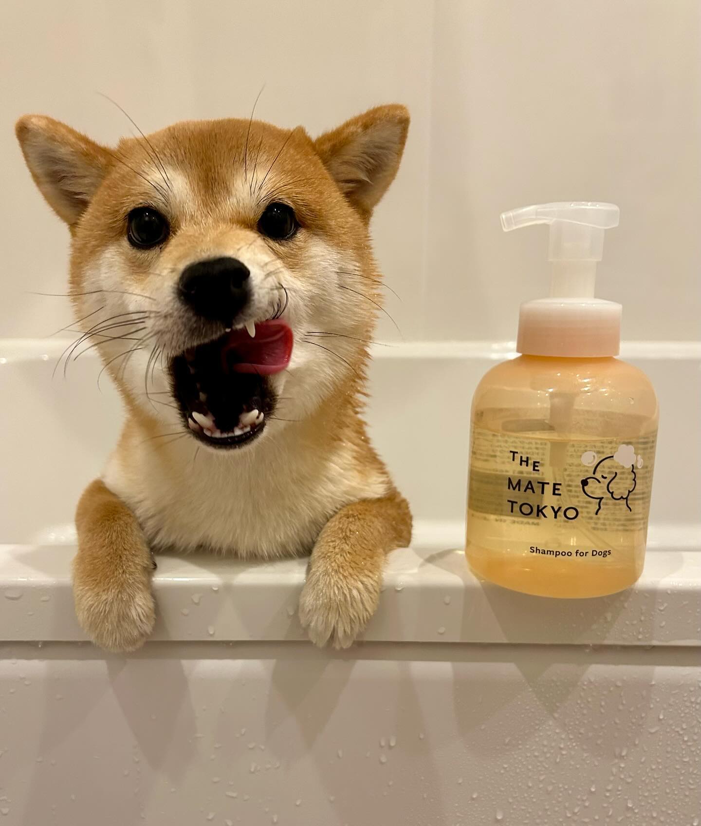 公式】The Mate Tokyo 愛犬のスキンケアをもっと身近に