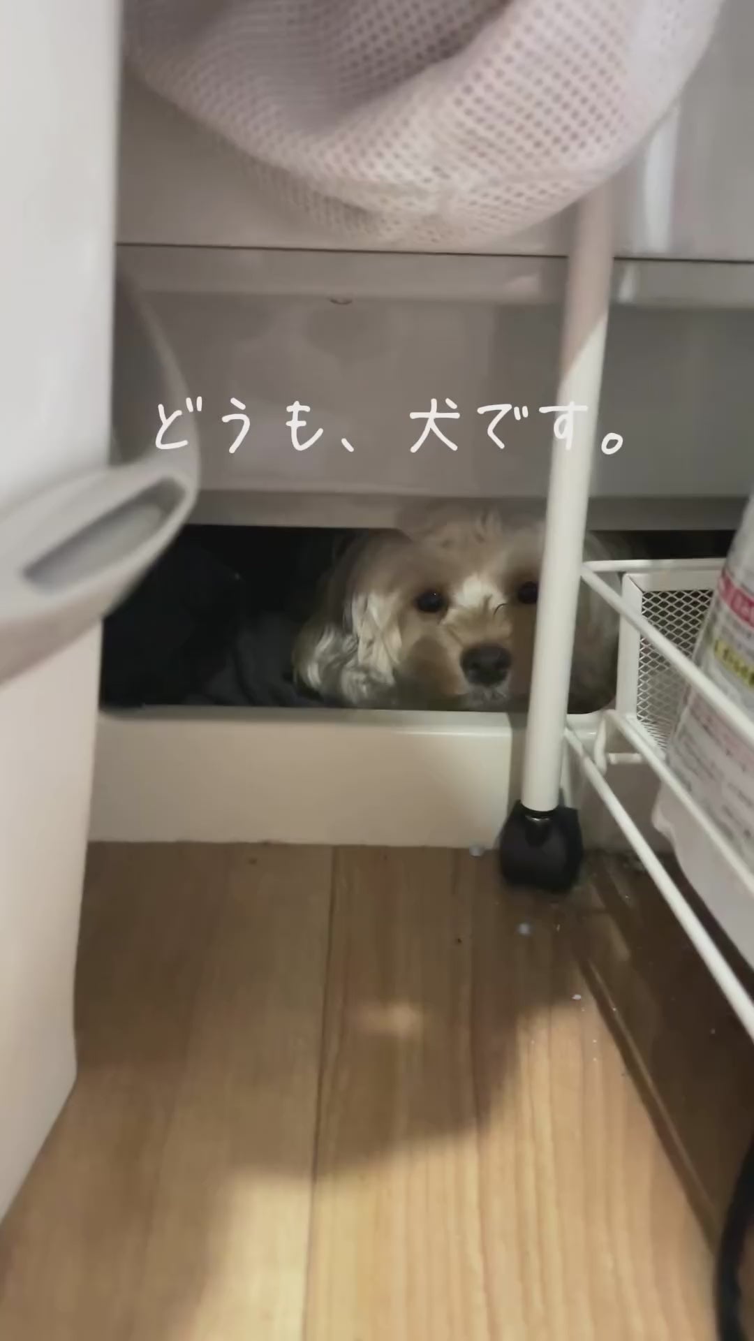 犬用・低刺激・アミノ酸・獣医師トリマー監修｜スキンケアシャンプー