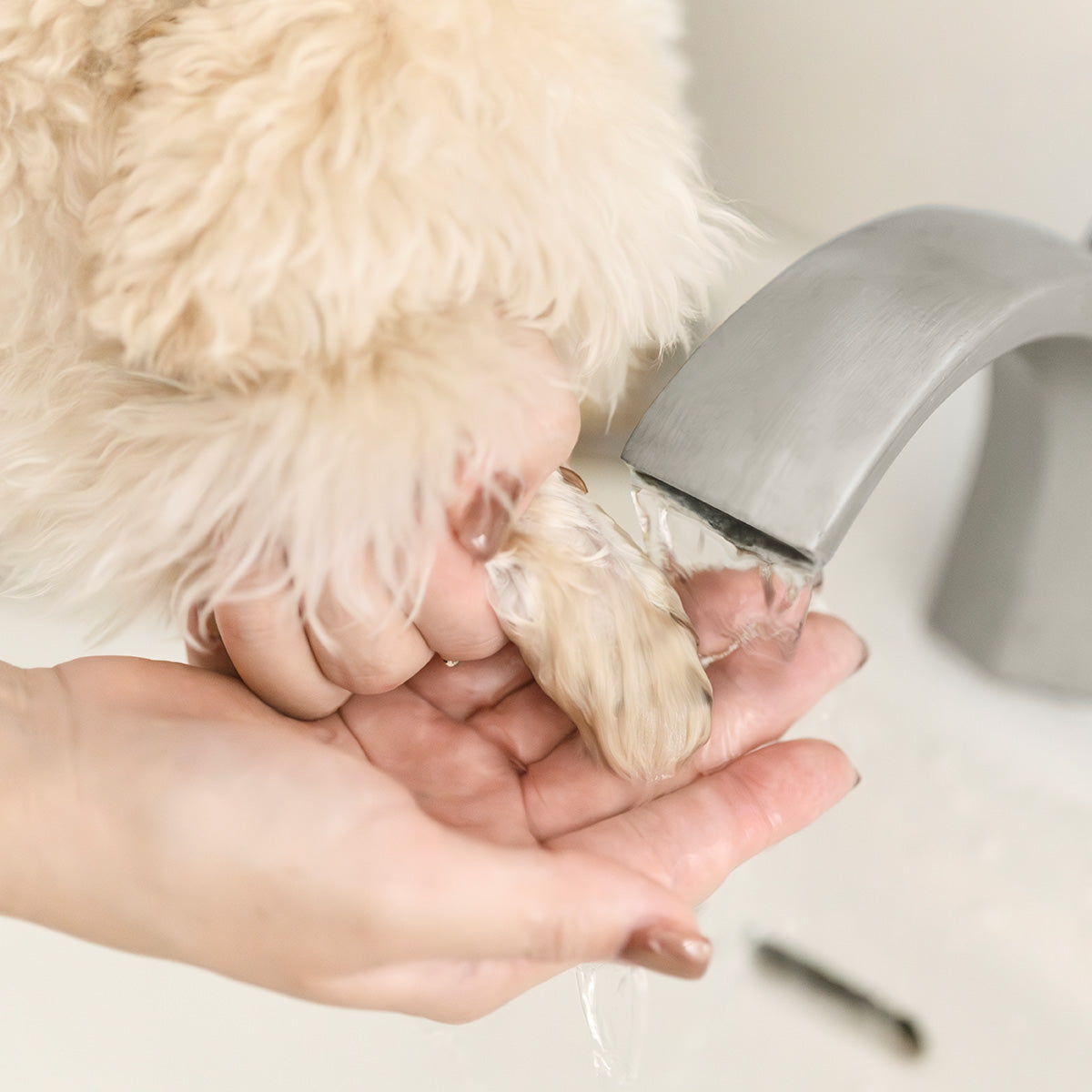 犬用 獣医師トリマー監修｜スキンケアシャンプー（泡タイプ）460 mL