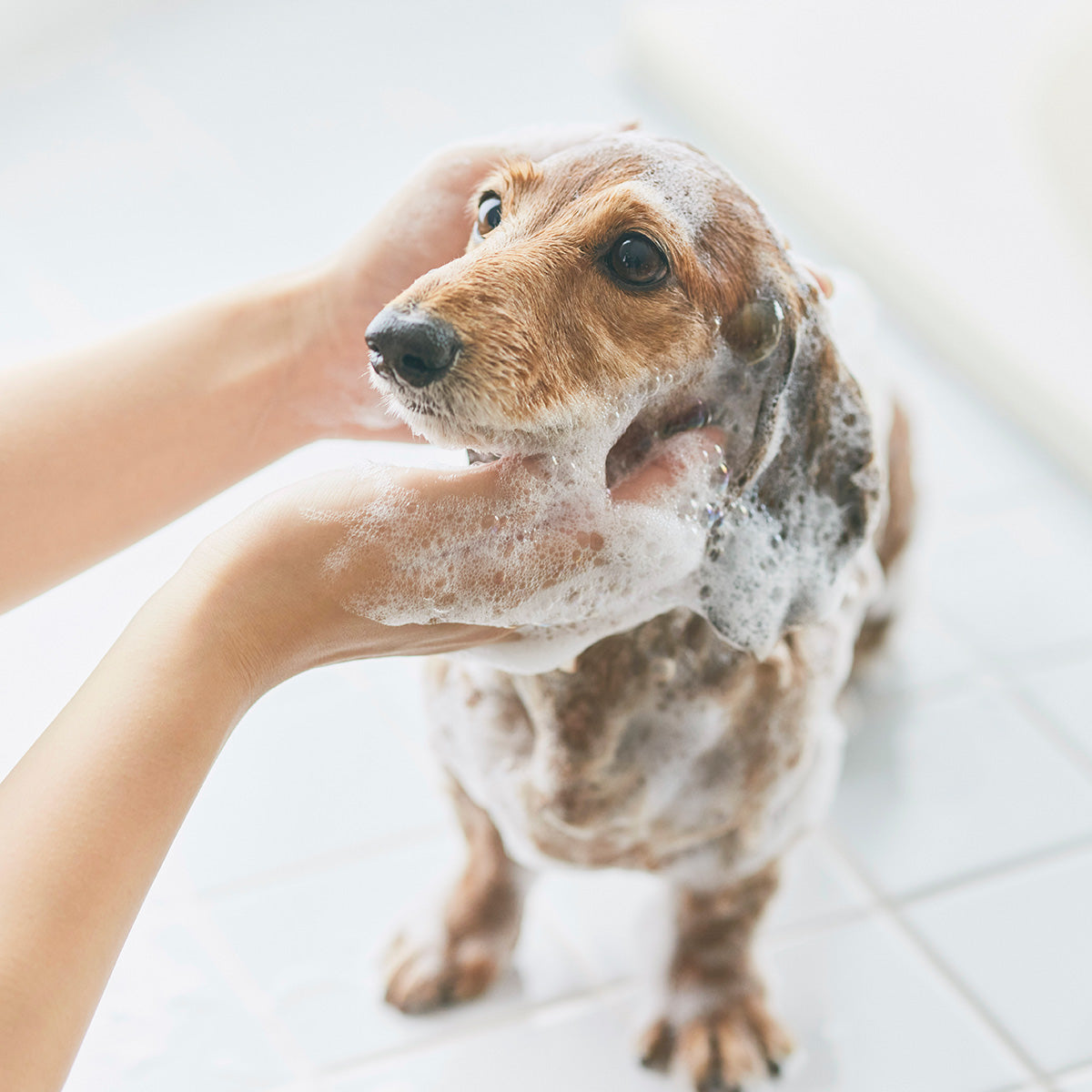 犬用 獣医師トリマー監修｜スキンケアシャンプー（泡タイプ）460 mL