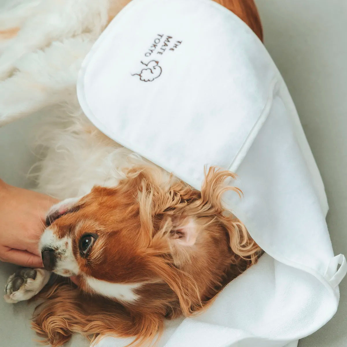 はぐっとワンタオル